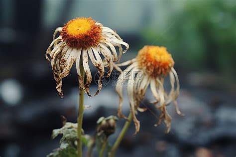 枯萎的花風水